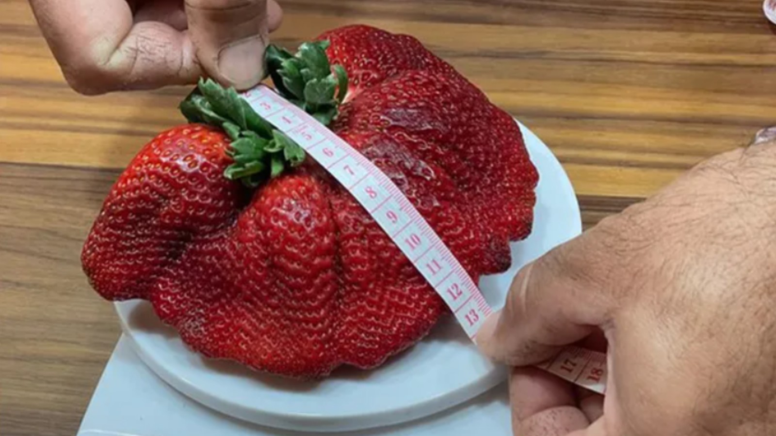 Guinness certifies world's heaviest strawberry in Israel - ISRAEL21c