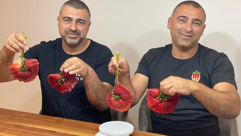 Guinness certifies world's heaviest strawberry in Israel - ISRAEL21c