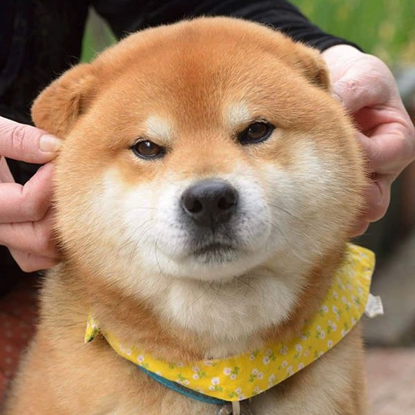 this-is-ryujii-the-handsome-and-ridiculously-cute-shiba-from-japan-01-10