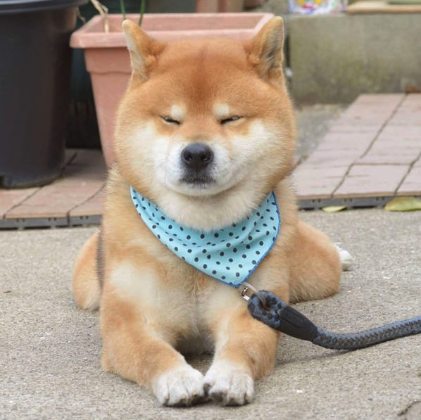 this-is-ryujii-the-handsome-and-ridiculously-cute-shiba-from-japan-01-11