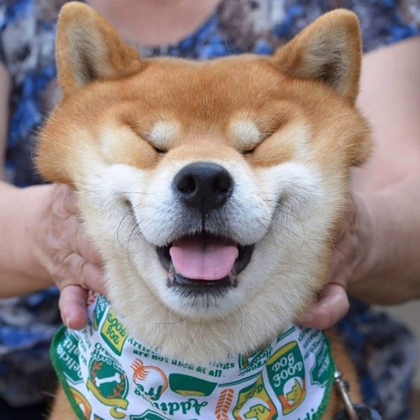 this-is-ryujii-the-handsome-and-ridiculously-cute-shiba-from-japan-01-12