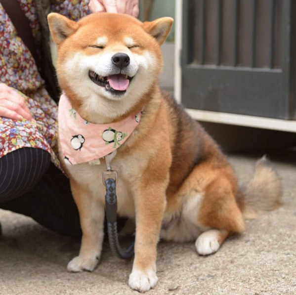 this-is-ryujii-the-handsome-and-ridiculously-cute-shiba-from-japan-01-13