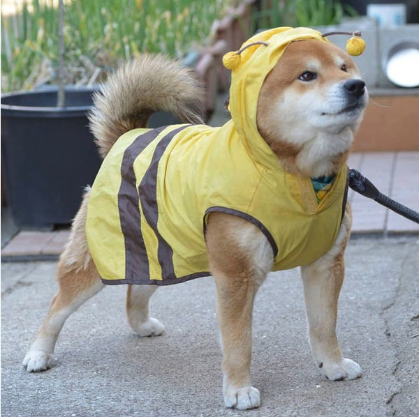 this-is-ryujii-the-handsome-and-ridiculously-cute-shiba-from-japan-01-14