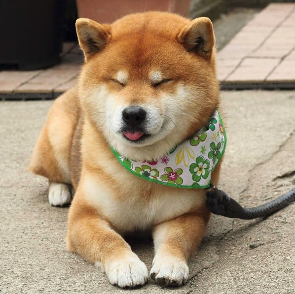 this-is-ryujii-the-handsome-and-ridiculously-cute-shiba-from-japan-01-2