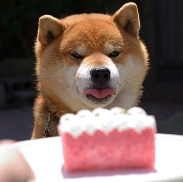 this-is-ryujii-the-handsome-and-ridiculously-cute-shiba-from-japan-01-3