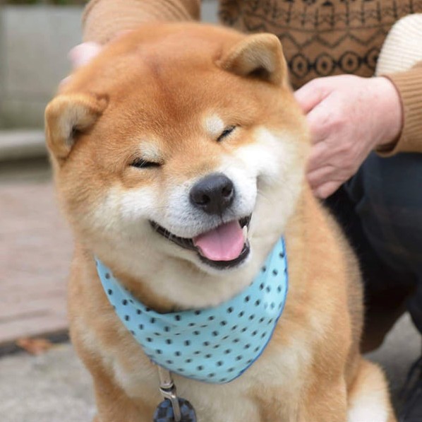 this-is-ryujii-the-handsome-and-ridiculously-cute-shiba-from-japan-01-4