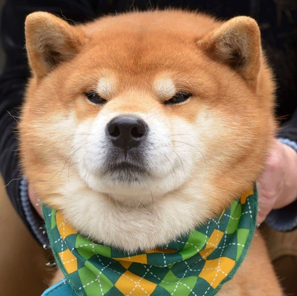 this-is-ryujii-the-handsome-and-ridiculously-cute-shiba-from-japan-01-5
