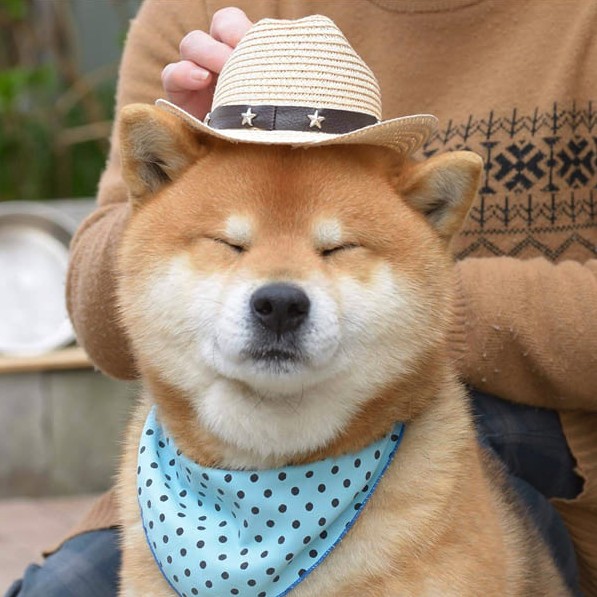 this-is-ryujii-the-handsome-and-ridiculously-cute-shiba-from-japan-01-6