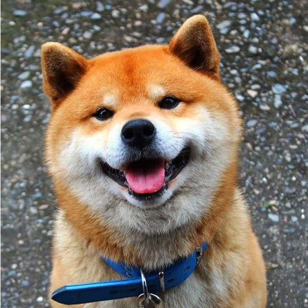 this-is-ryujii-the-handsome-and-ridiculously-cute-shiba-from-japan-01-8