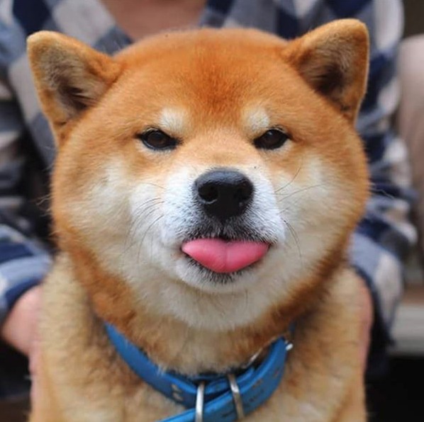 this-is-ryujii-the-handsome-and-ridiculously-cute-shiba-from-japan-01-9