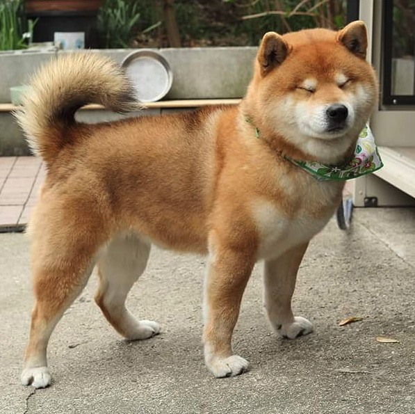 this-is-ryujii-the-handsome-and-ridiculously-cute-shiba-from-japan-01