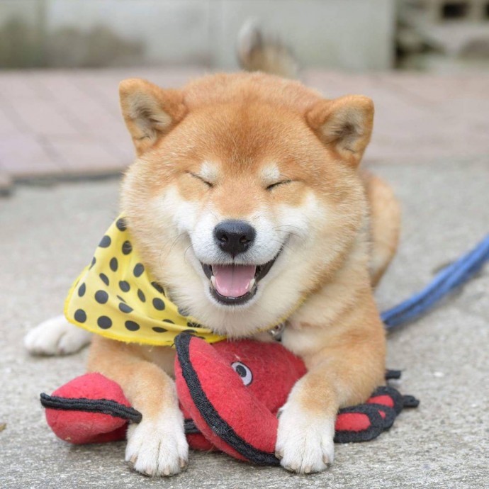 this-is-ryujii-the-handsome-and-ridiculously-cute-shiba-from-japan-02