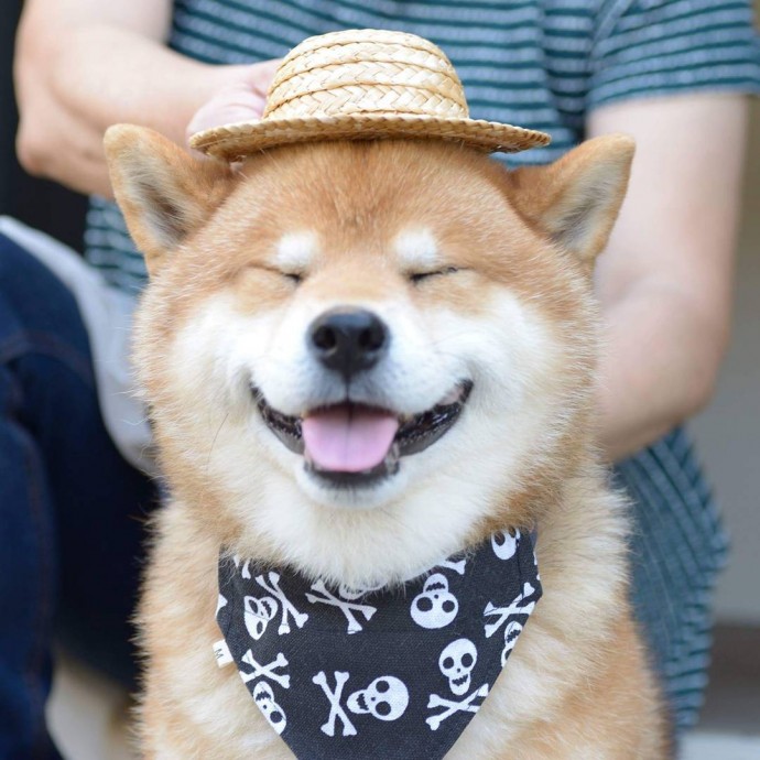 this-is-ryujii-the-handsome-and-ridiculously-cute-shiba-from-japan-03