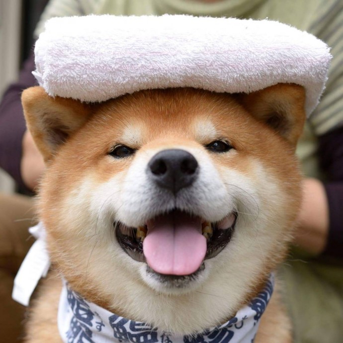 this-is-ryujii-the-handsome-and-ridiculously-cute-shiba-from-japan-04