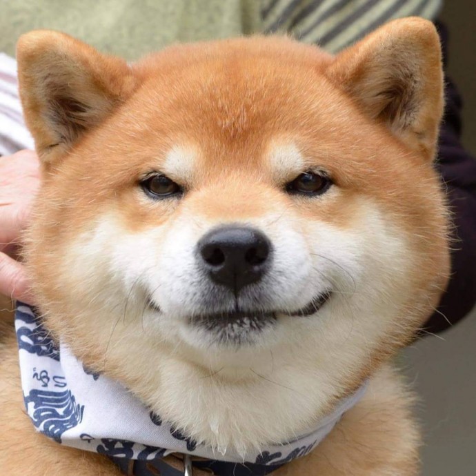 this-is-ryujii-the-handsome-and-ridiculously-cute-shiba-from-japan-05