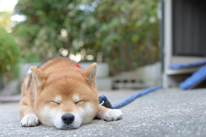 this-is-ryujii-the-handsome-and-ridiculously-cute-shiba-from-japan-06