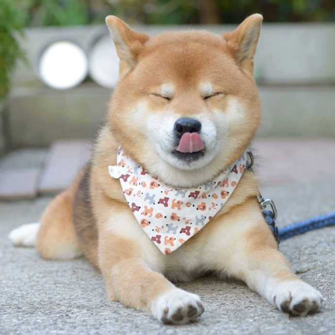 this-is-ryujii-the-handsome-and-ridiculously-cute-shiba-from-japan-07