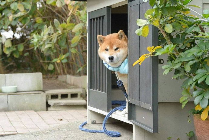 this-is-ryujii-the-handsome-and-ridiculously-cute-shiba-from-japan-08