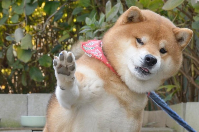 this-is-ryujii-the-handsome-and-ridiculously-cute-shiba-from-japan-10