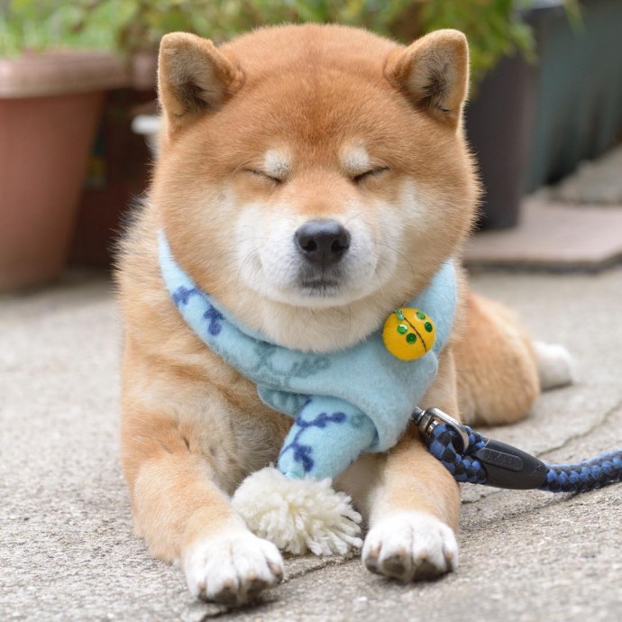 this-is-ryujii-the-handsome-and-ridiculously-cute-shiba-from-japan-11