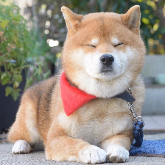 this-is-ryujii-the-handsome-and-ridiculously-cute-shiba-from-japan-12