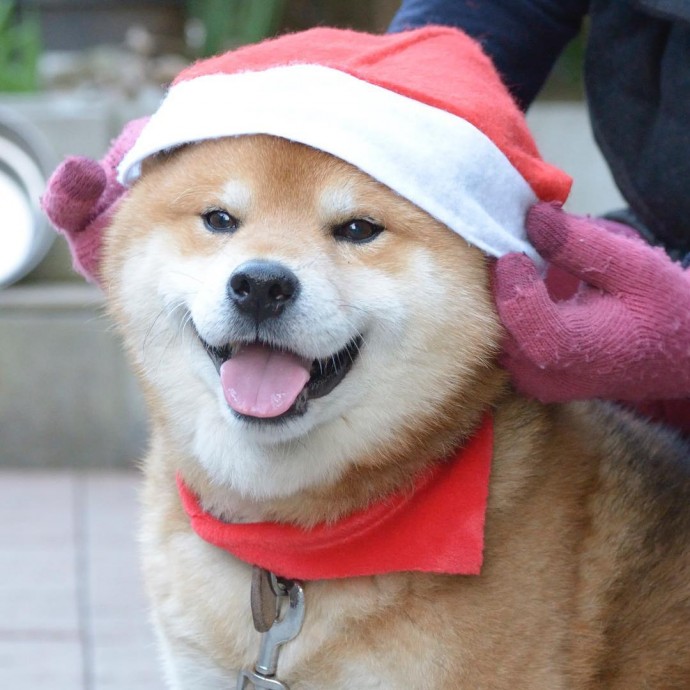 this-is-ryujii-the-handsome-and-ridiculously-cute-shiba-from-japan-13