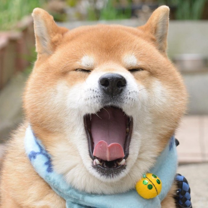 this-is-ryujii-the-handsome-and-ridiculously-cute-shiba-from-japan-14