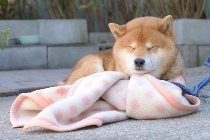 this-is-ryujii-the-handsome-and-ridiculously-cute-shiba-from-japan-15