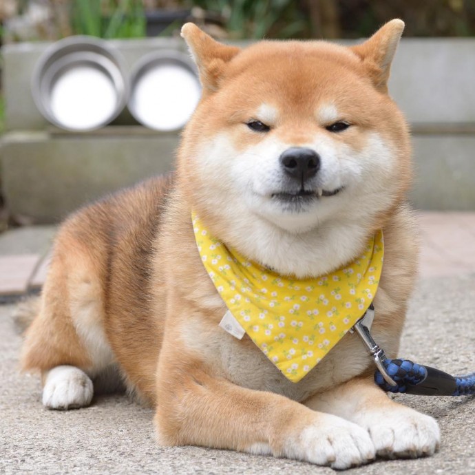 this-is-ryujii-the-handsome-and-ridiculously-cute-shiba-from-japan-16