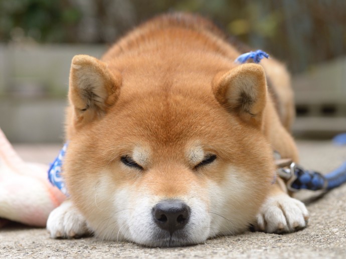 this-is-ryujii-the-handsome-and-ridiculously-cute-shiba-from-japan-17