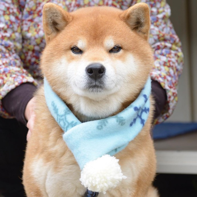 this-is-ryujii-the-handsome-and-ridiculously-cute-shiba-from-japan-18