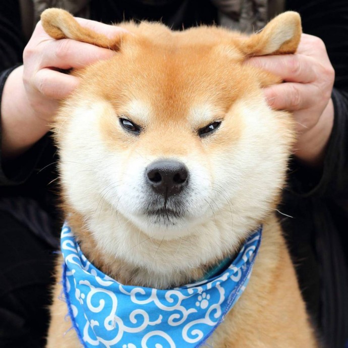 this-is-ryujii-the-handsome-and-ridiculously-cute-shiba-from-japan-19