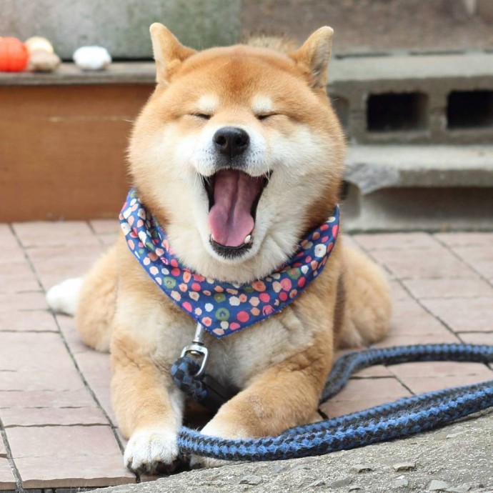 this-is-ryujii-the-handsome-and-ridiculously-cute-shiba-from-japan-20