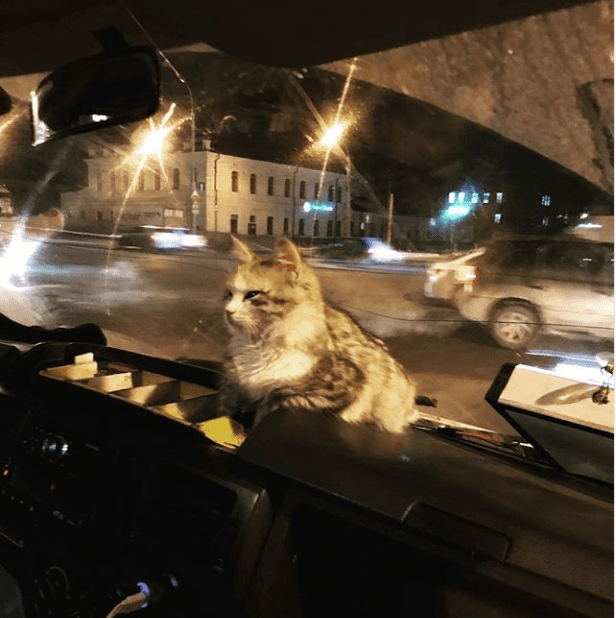 Измръзналата котка скочи в микробуса. Шофьорът се държеше мъжки.