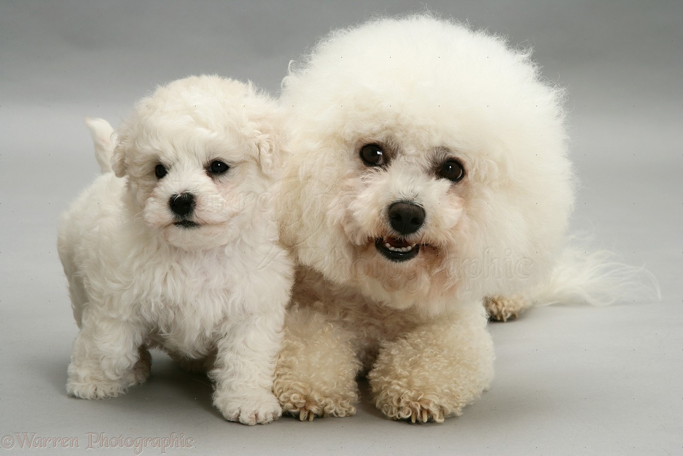 Dogs: Bichon Frise mother and cute puppy photo WP11724