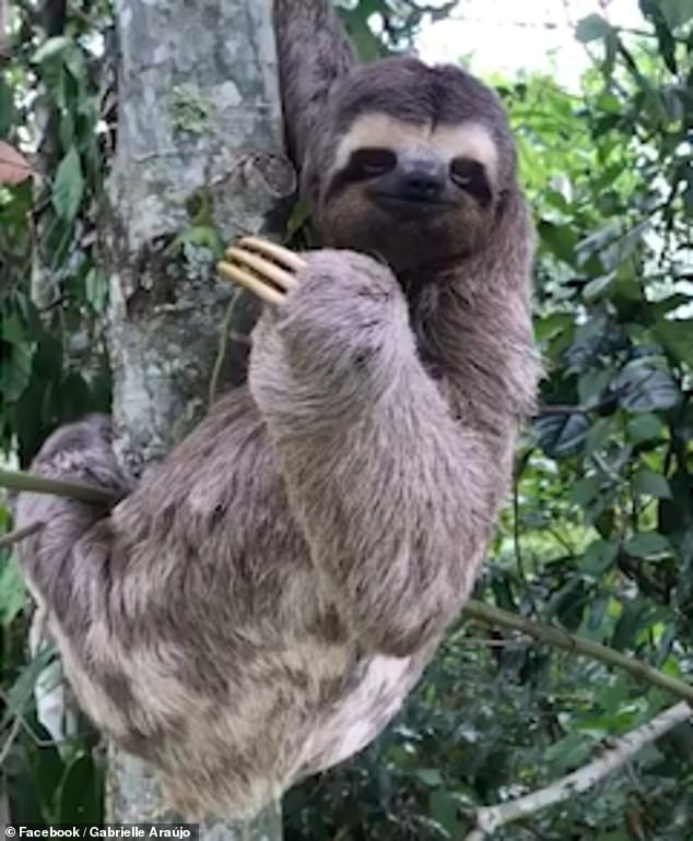 Incredible moment a sloth smiles and waves at the man who rescued it from  the road during rush hour | Daily Mail Online