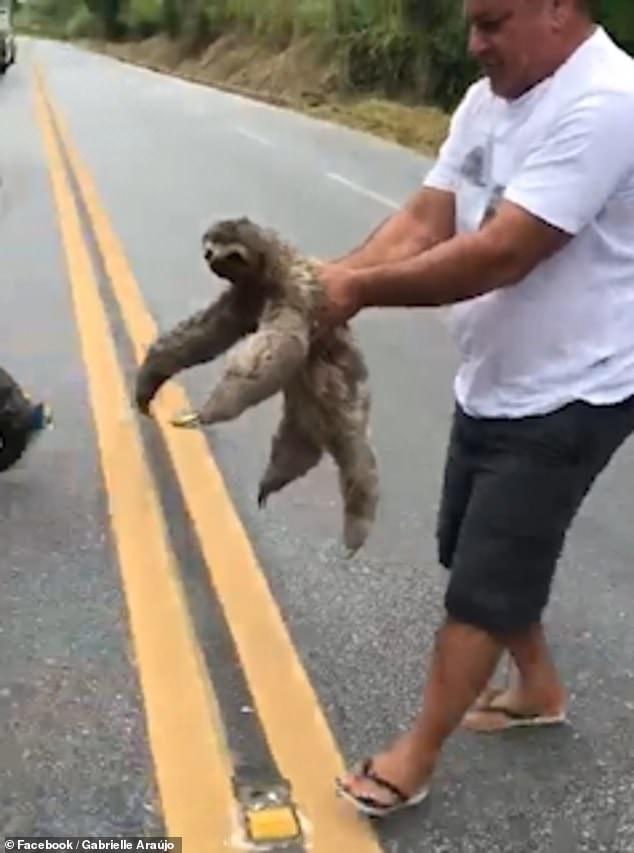 Incredible moment a sloth smiles and waves at the man who rescued it from  the road during rush hour | Daily Mail Online