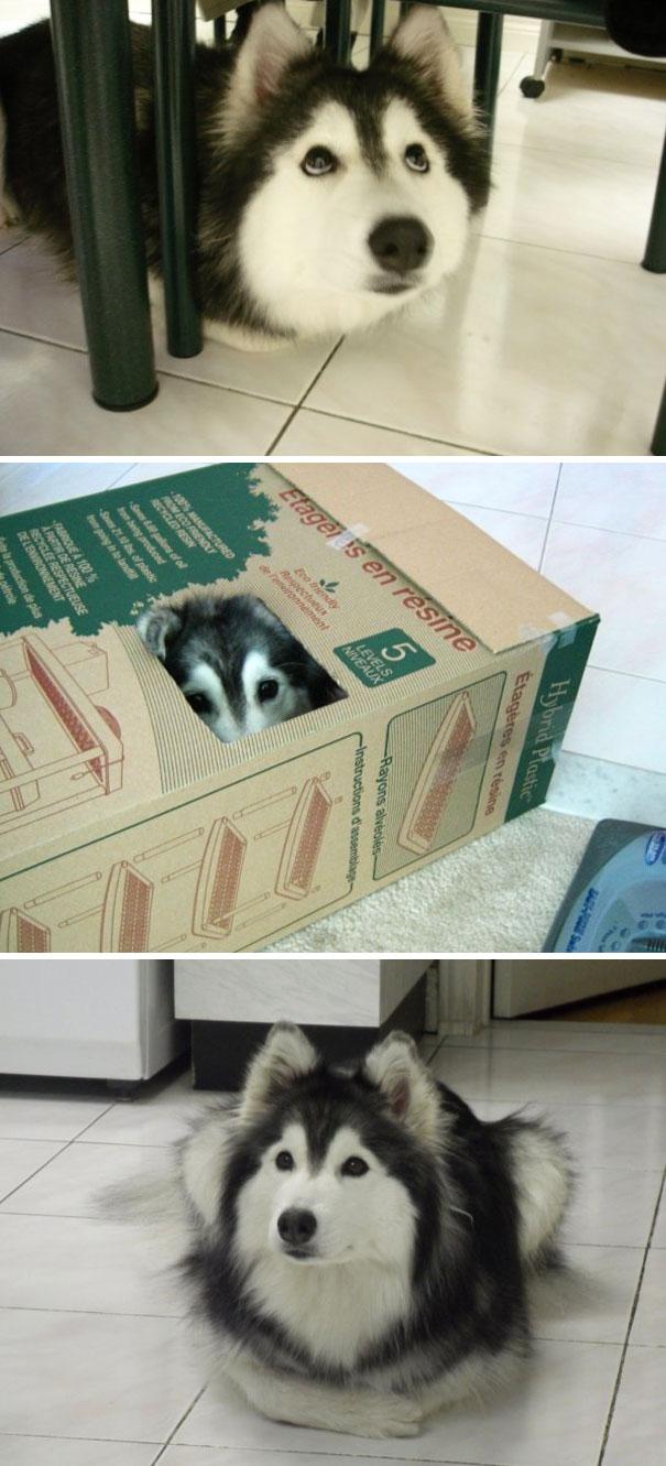 15-hilarious-dogs-who-forgot-how-to-dog-and-now-act-like-cats-03-1