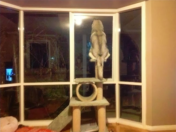 15-hilarious-dogs-who-forgot-how-to-dog-and-now-act-like-cats-04-1