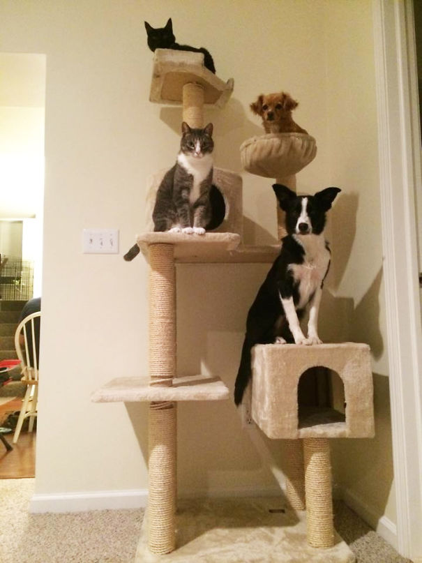 15-hilarious-dogs-who-forgot-how-to-dog-and-now-act-like-cats-15-1