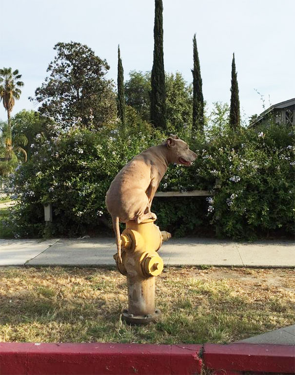 15-hilarious-dogs-who-forgot-how-to-dog-and-now-act-like-cats-24-1