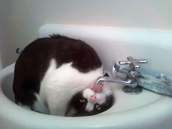 15-hilarious-photos-proving-that-our-pets-are-adorable-weirdos-01