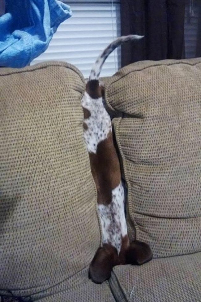 15-hilarious-photos-proving-that-our-pets-are-adorable-weirdos-02