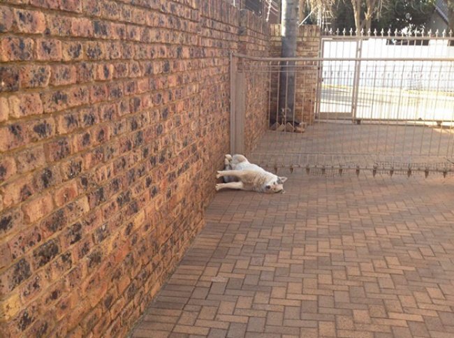 15-hilarious-photos-proving-that-our-pets-are-adorable-weirdos-03
