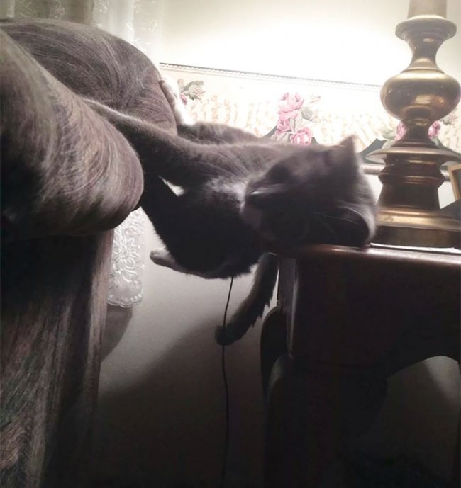 15-hilarious-photos-proving-that-our-pets-are-adorable-weirdos-04