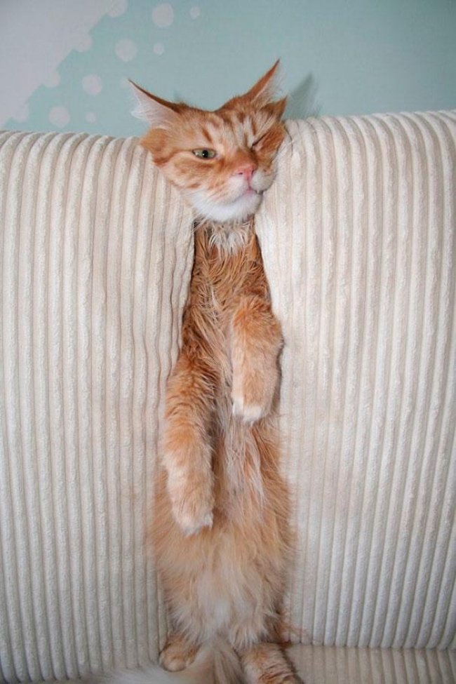 15-hilarious-photos-proving-that-our-pets-are-adorable-weirdos-05