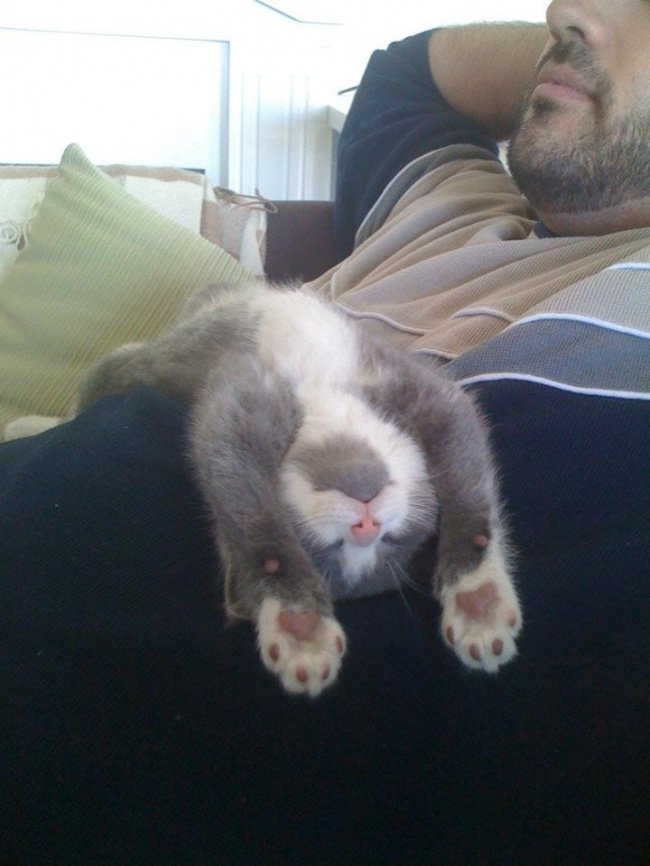 15-hilarious-photos-proving-that-our-pets-are-adorable-weirdos-06