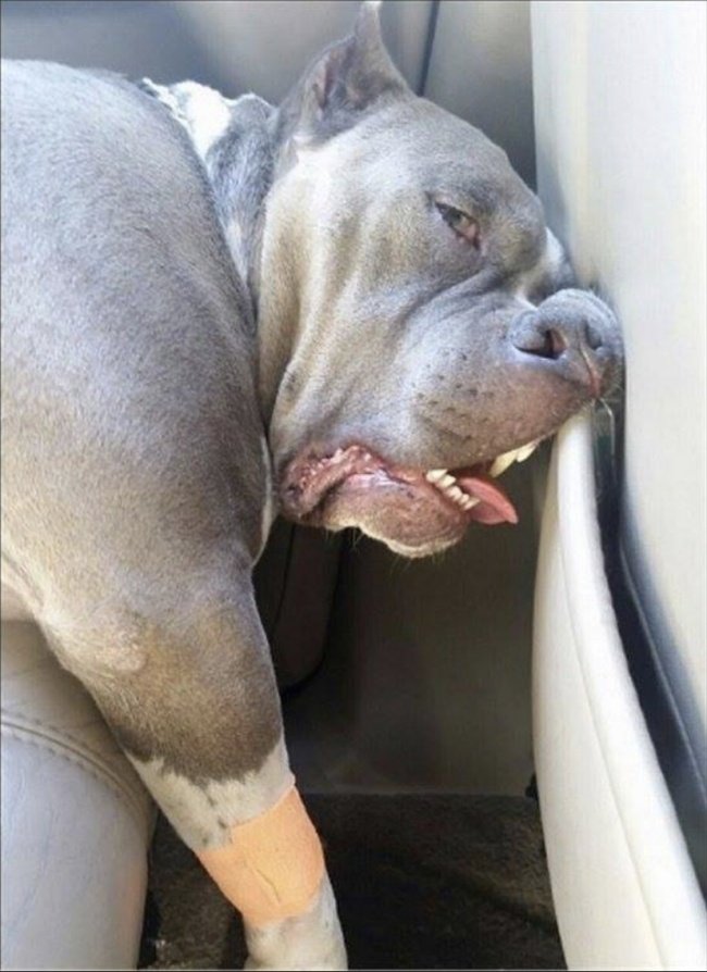 15-hilarious-photos-proving-that-our-pets-are-adorable-weirdos-07