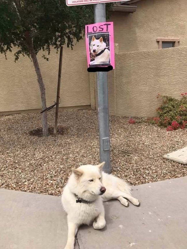 15-hilarious-photos-proving-that-our-pets-are-adorable-weirdos-09