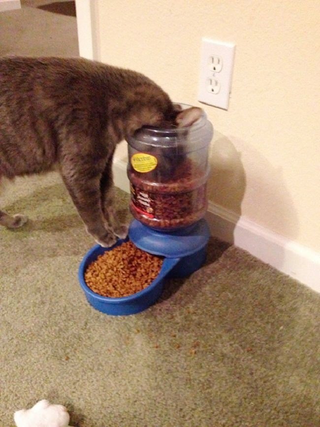 15-hilarious-photos-proving-that-our-pets-are-adorable-weirdos-10